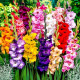 Луковицы Гладиолусов в Домодедове — морозостойкие сорта!
