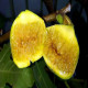 Саженцы Инжира в Домодедове — доставка почтой!