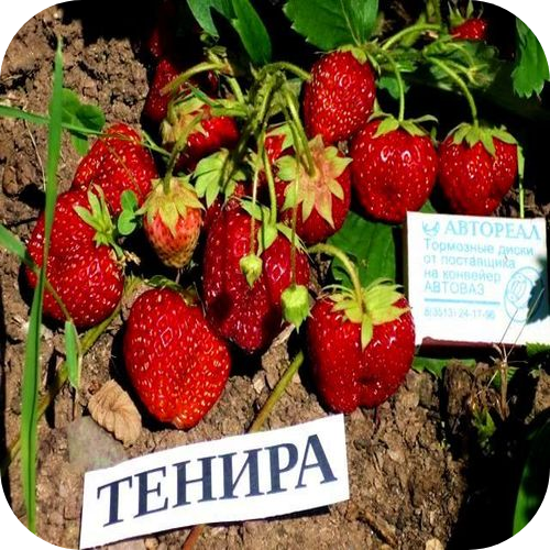 Рассада Клубники "Тенира" > описание сорта