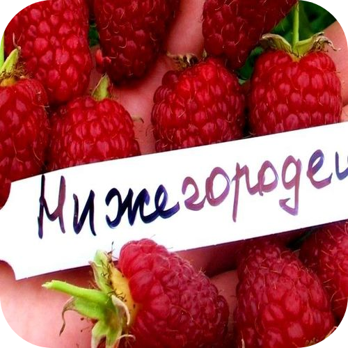 Малина ремонтантная "Нижегородец" 