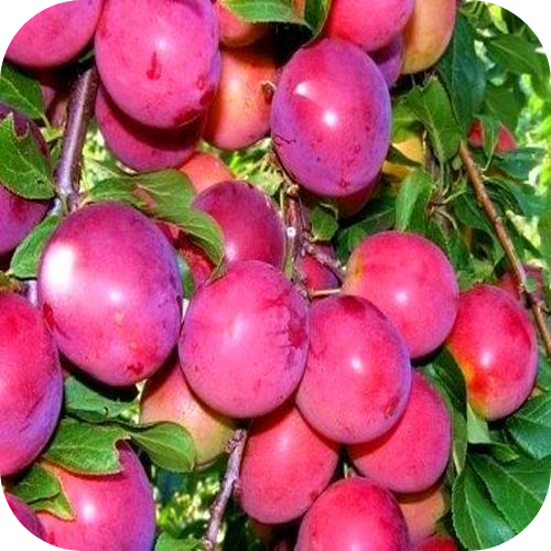 Слива колоновидная "Мой рай" 