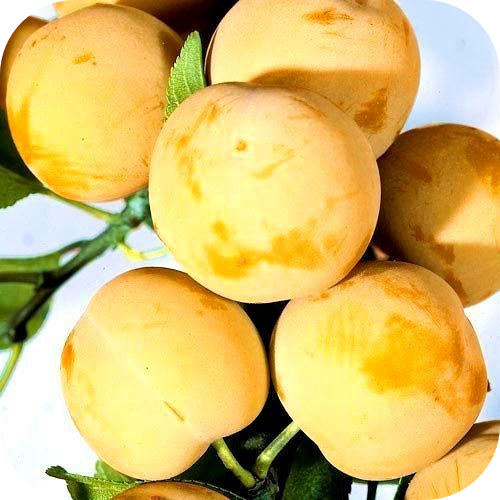 Слива "Медовая" 