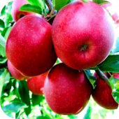 Яблоня "Джонапринц" 